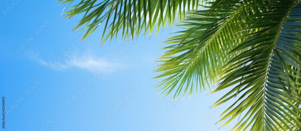 View of beautiful clear sky and green palm leaves Low angle view tropical forest of palm trees on blue sky background. Creative banner. Copyspace image View of beautiful clear sky and green palm leaves Low angle view tropical forest of palm trees on blue sky background. Creative banner. Copyspace image