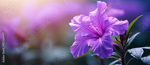 The pretty purple kencana flower Ruellia tuberosa is blooming in the garden. Creative banner. Copyspace image