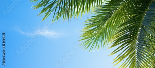 View of beautiful clear sky and green palm leaves Low angle view tropical forest of palm trees on blue sky background. Creative banner. Copyspace image