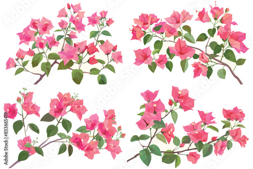 Bougainvillea flowers leaves and branches, Pink Bougainvillea flowers, Bougainvillea flowers set, Bougainvillea flower Plant, Bougainvillea flower illustration on White Background, Vector illustration