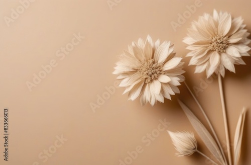 Dried flowers on a beige background. Herbarium
