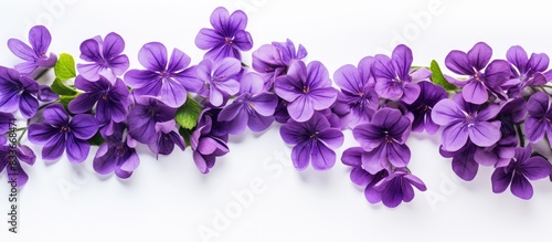 A copy space image of violet flowers contrasted against a white background arranged in a flat lay style