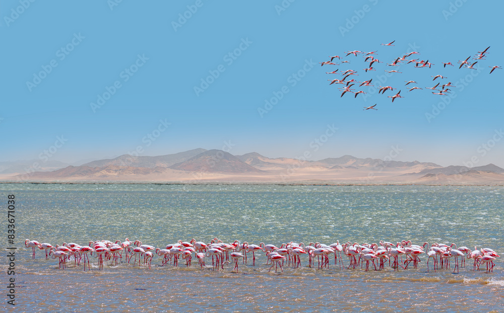 Naklejka premium Group birds of pink African flamingos walking around the green lagoon - Wild African birds, Namibia 