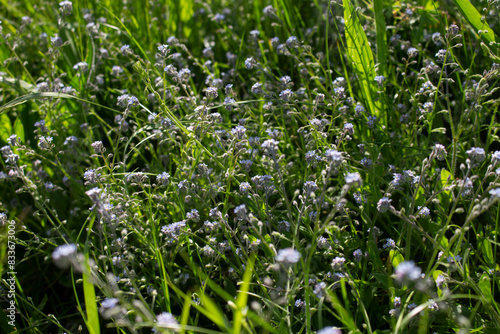 Gräser, Felder, wilde Blüten: Wildgras, wilder Flieder 