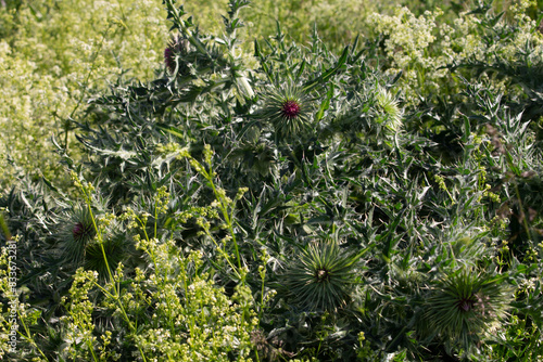 gräser, felder, wilde blüten:disteln