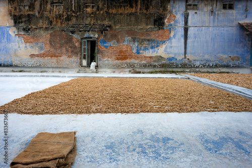 Root ginger drying in open air on ground of old delapidated building in Fort Kochi, India. photo