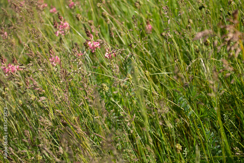 gräser, felder, wilde blüten:   Klee, Rotklee