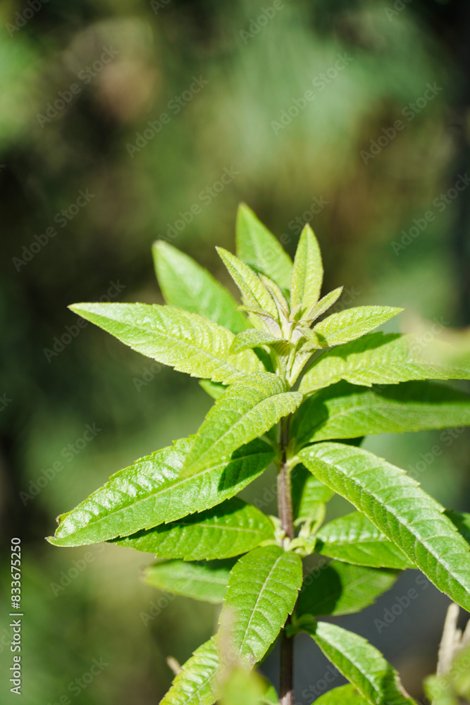Close up green leaves verbena. Aloysia. Close up green leaves verbena. Aloysia.