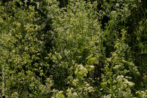 gräser, felder, wilde blüten:  Schlehenkraut