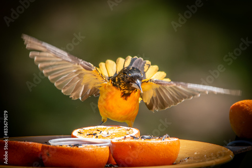 Εκτύπωση καμβά oriole on an orange