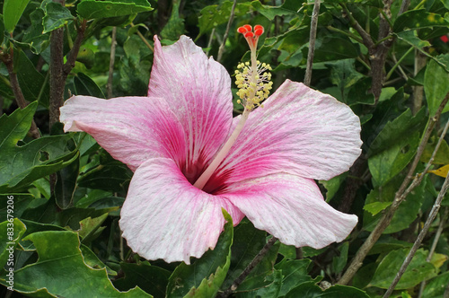 China-Hibiskus