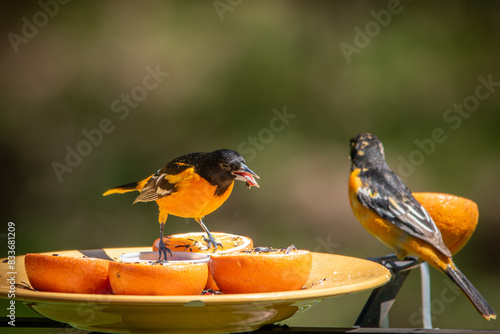 Φωτογραφία orioles eating jelly