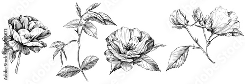 Wallpaper Mural Rose isolated on white set. Hand drawn vintage wild flower illustration collection. Torontodigital.ca