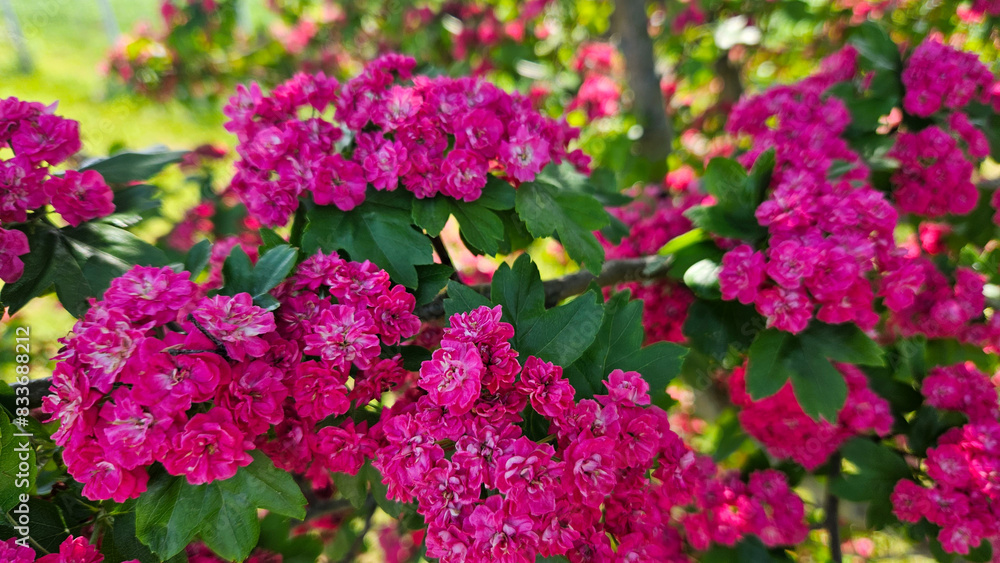 fireplace pink double-spined hawthorn on a sunny summer day fireplace pink double-spined hawthorn on a sunny summer day