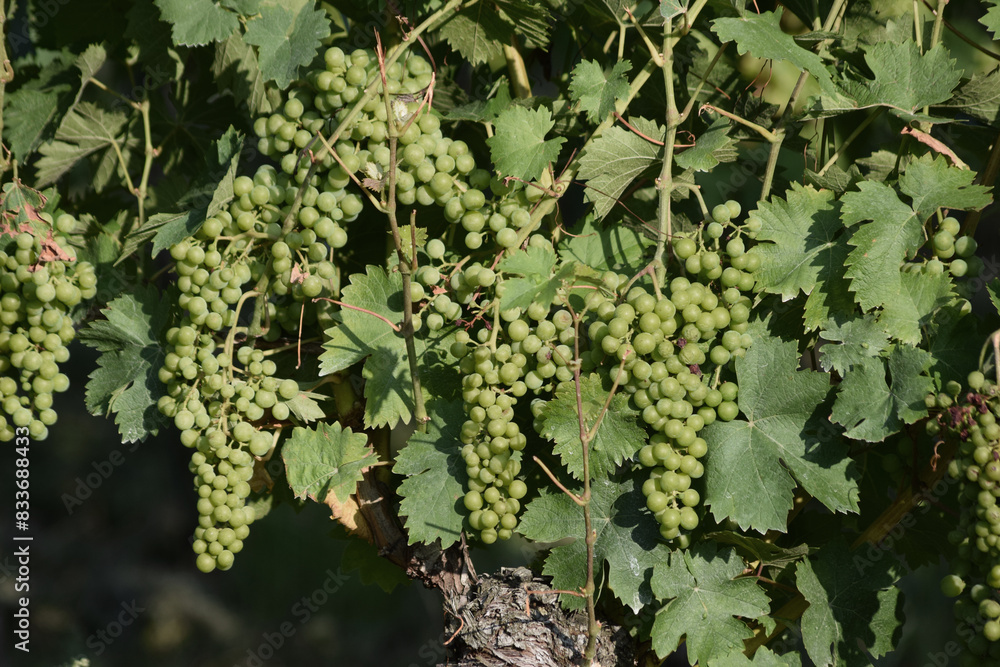 Weinreben mit Trauben Weinreben mit Trauben