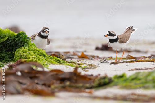 Pair of ringed plovers (Charadrius hiaticula) on the beach, North Uist, Outer Hebrides, Scotland photo