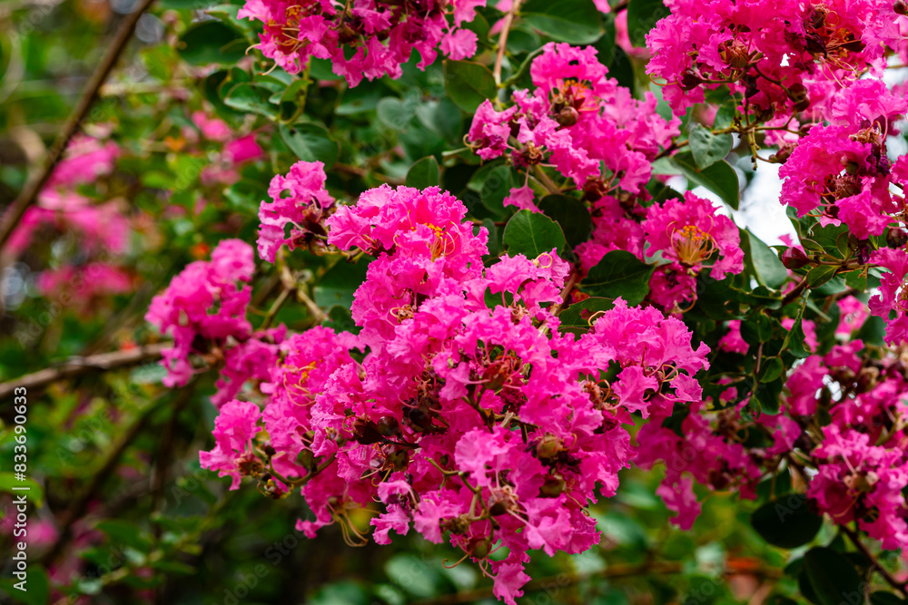Closeup view of beautiful blooming pink Largerstroemia indica, Crepe myrtle, muang saa-ree in Thailand. Closeup view of beautiful blooming pink Largerstroemia indica, Crepe myrtle, muang saa-ree in Thailand.
