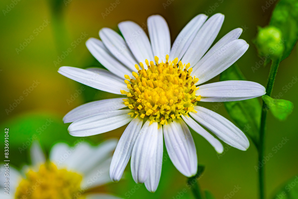 Obraz premium Closeup view of blooming single white Aster flower, white health aster, Symphyotrichum ericoides in botanical garden.