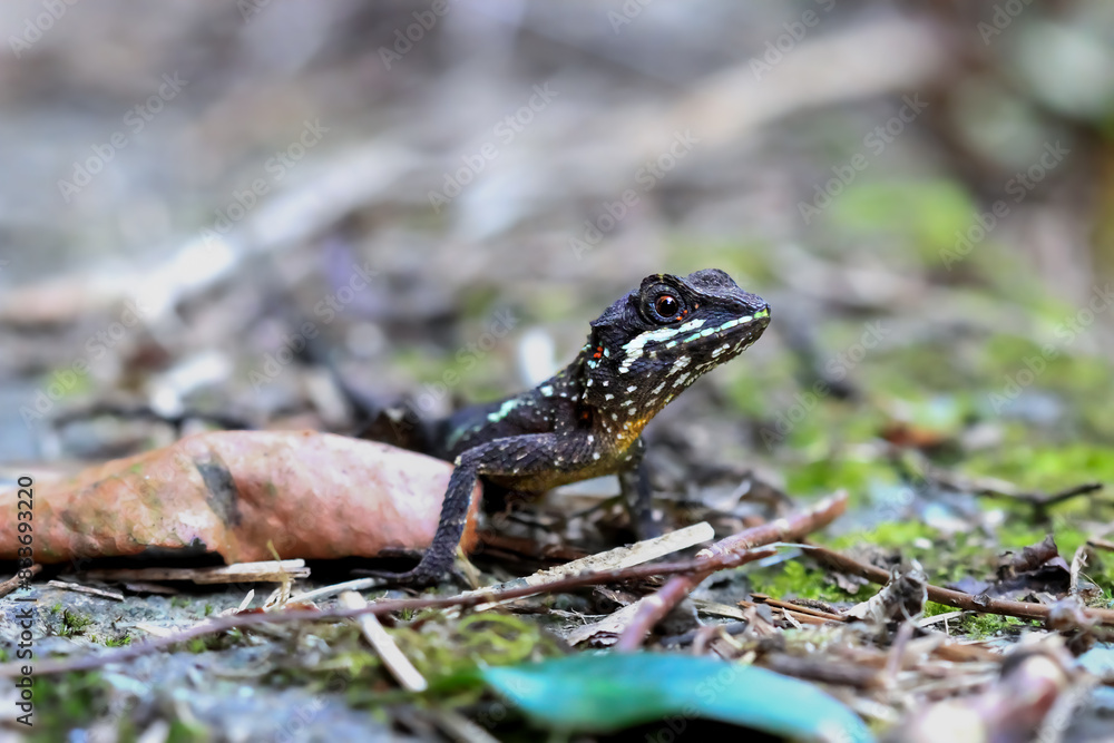 Detailed capture of the lizard(Japalura swinhonis) in a forest fragment. Highlight vivid textures. Wulai, Taiwan. Detailed capture of the lizard(Japalura swinhonis) in a forest fragment. Highlight vivid textures. Wulai, Taiwan.