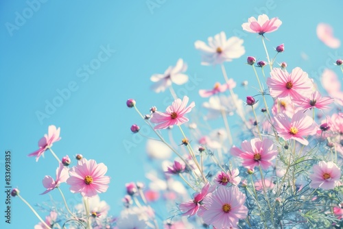 pink flowers in the field