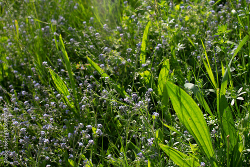 gräser, felder, wilde blüten: wildgras, wilder flieder, vergissmeinnicht