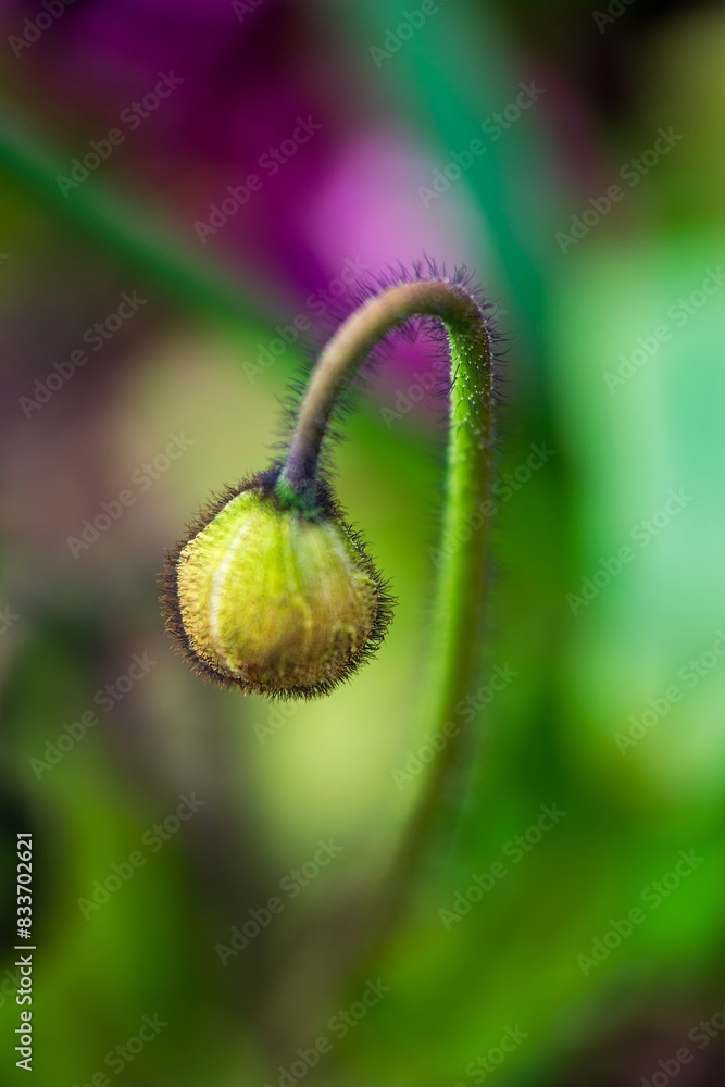 close up of poppy bud