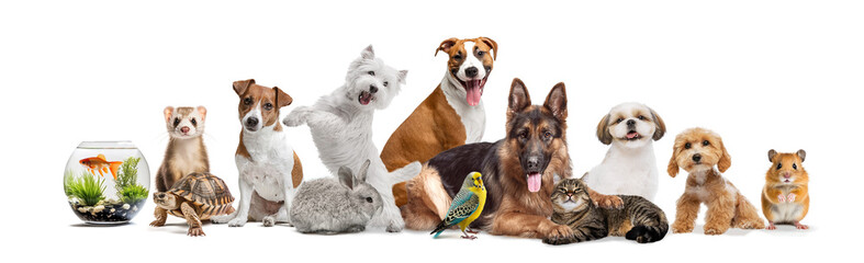 Collage. Pet animals ranging from fish in bowl to cheeky hamster, including ferrets, tortoises, rabbits, birds, cats, and a variety of dogs. Concept of animal, pet care, veterinary. Copy space for ad