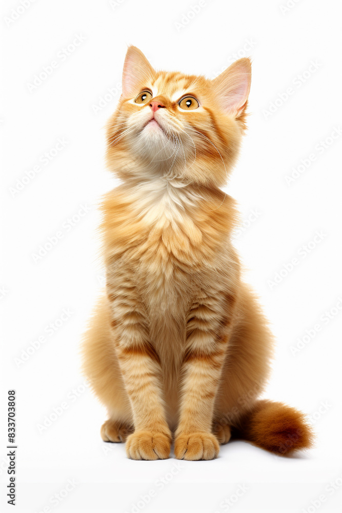 Fototapeta premium Orange cat with a curious face on a white background