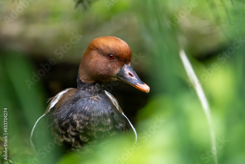 Anas platyrhynchos - wild duck - drake