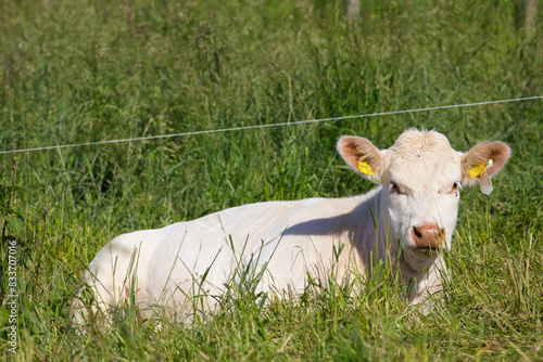 Liegendes Charolais Rind photo