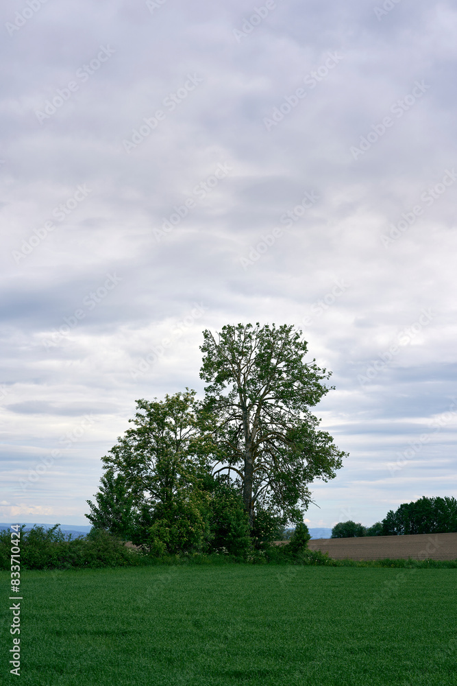 Obraz premium Cultural landscapes of Toten, Norway, in late May.