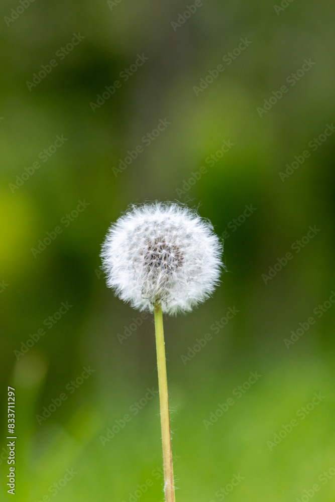 Fluffy dandelion on a blurred green background of plants and flowers Fluffy dandelion on a blurred green background of plants and flowers