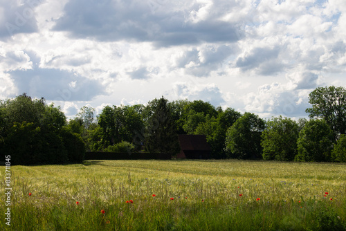 gräser, felder, wilde blüten:  Bäume