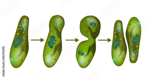 Reproduction in Paramecium. Microbe paramecium cell division