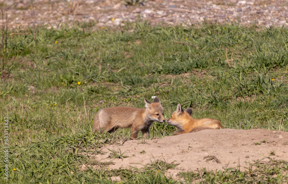 Cute Red Fox Pups in Springtime in Wyoming Cute Red Fox Pups in Springtime in Wyoming