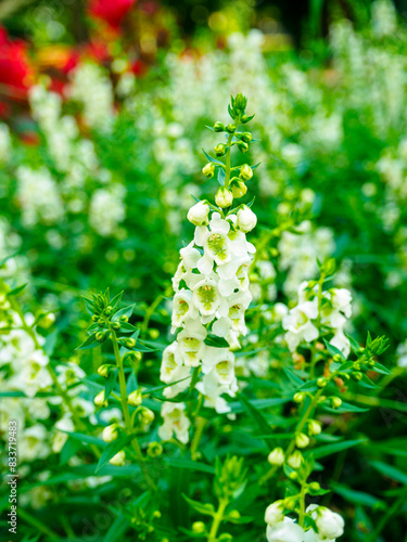 Angelonia Serena White in the Meadow