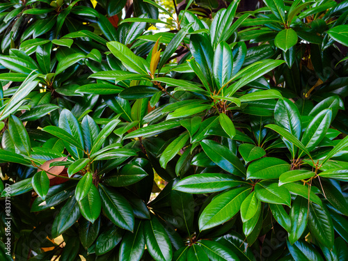 branches of magnolia grandiflora with large green leaves
