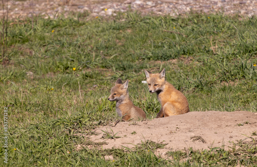Cute Red Fox Pups in Springtime in Wyoming Cute Red Fox Pups in Springtime in Wyoming