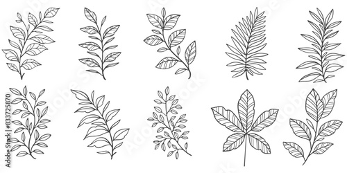 set of flowers. Outline Floral Botany. flower vector drawings. Black and white floral line art on transparent backgrounds. Hand Drawn Botanical Illustrations.Vector.