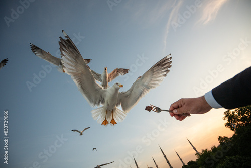 Feeding seagulls in the courtyard of Hagia Sophia Mosque in Istanbul