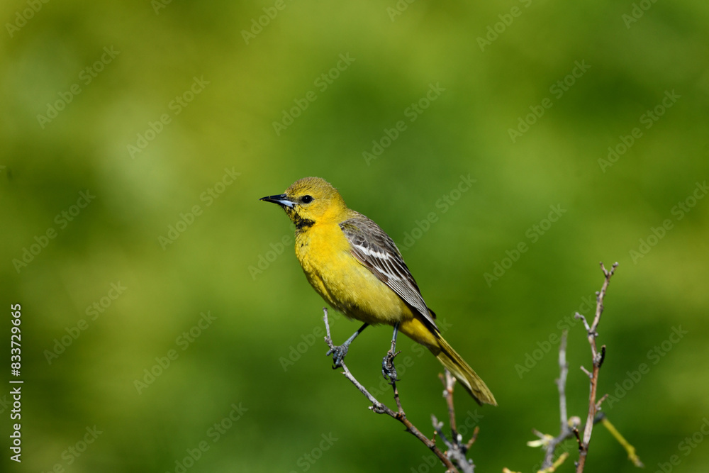 Obraz premium Yellow Oriole Perched Tree Top On Green