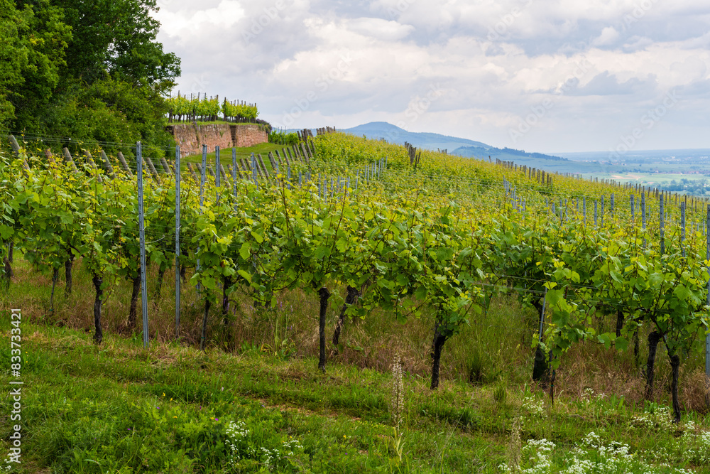 Naklejka premium Retour de la biodiversité dans le vignoble d'Alsace sur le Mont de Sigolsheim, CeA, Alsace, Grand Est, France