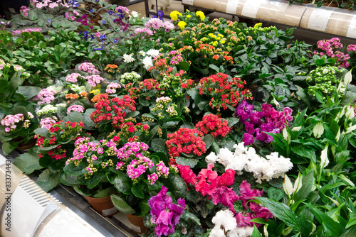 Vibrant flowers on display at a supermarket for customers to buy.