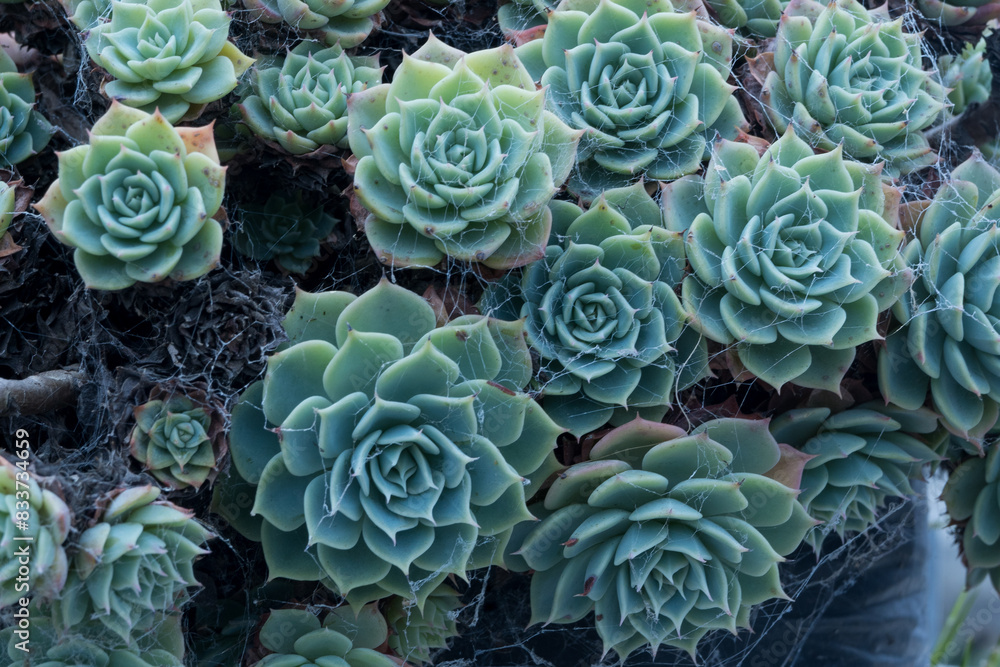 close up of a cluster of blue Echeveria succulents close up of a cluster of blue Echeveria succulents