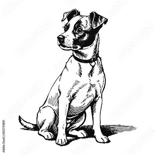 Jack Russel Terrier Dog Hand Drawn Engraved Ink Line Art Sketch Illustration