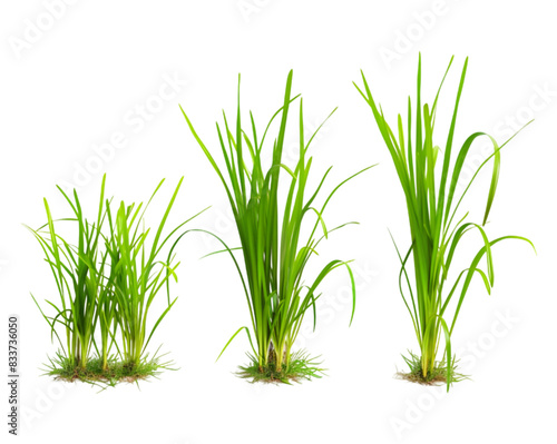 Growth of buffalo grass, process of growing plant, step by step growing plant, on transparent background photo