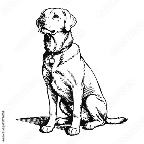 Labrador Retriever Dog Hand Drawn Engraved Ink Line Art Sketch Illustration