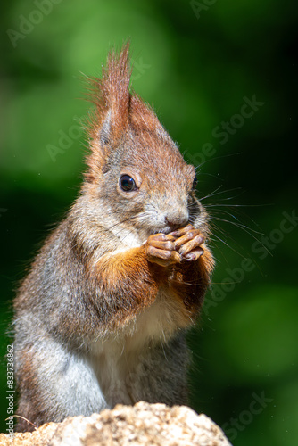 Sciurus vulgaris - cheerful squirrel in the forest