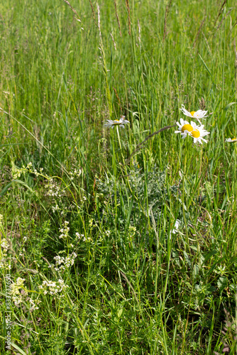 gräser, felder, wilde blüten:  wilde margheriten,  kamille