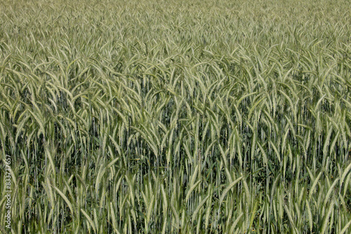 Gräser, Felder, wilde Blüten: Ähren ohne Ende